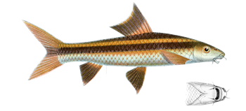 flying-fox-fish-diagram flying-fox-fish-diagram