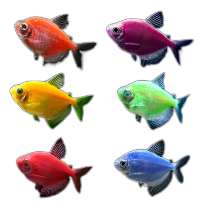 glow fish tetras