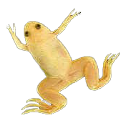 gold african frog no bg