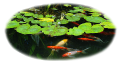goldfish-in-pond-wild