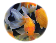 goldfish-uncle-bills-650x500