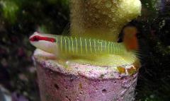 greenbanded goby