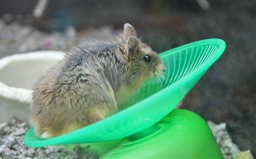 hamsters uncle bills pet centers