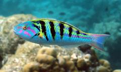 hardwicke wrasse