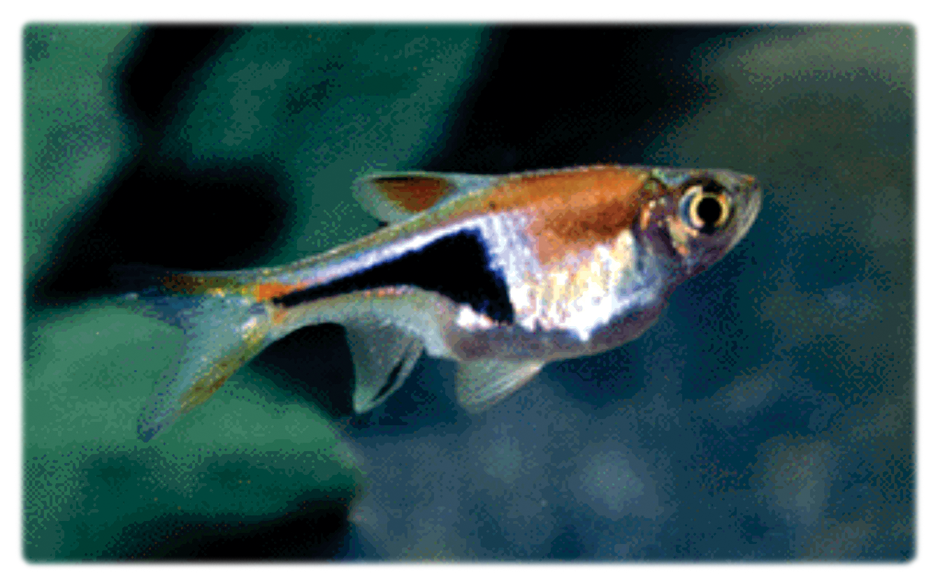 harlequin rasbora