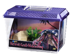 hermit crab kit