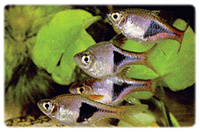 Hetamorpha Rasbora