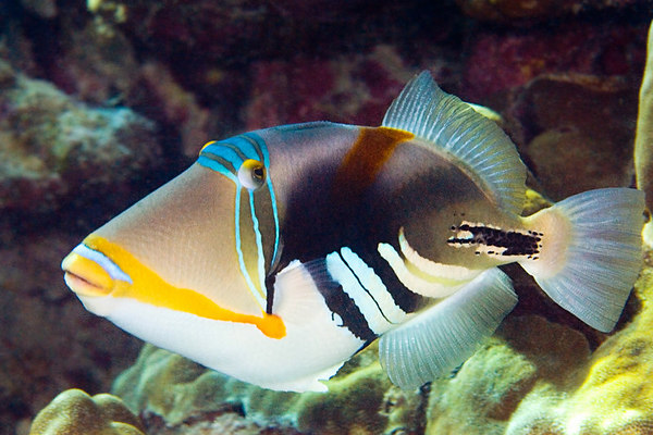 humu humu picasso triggerfish