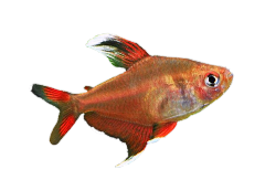 hy511 candy cane tetra red