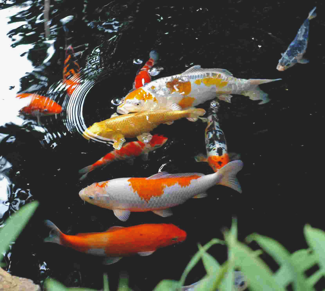 Check out our Koi & Ponds this Season!