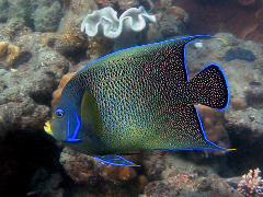 koran angelfish koran angelfish