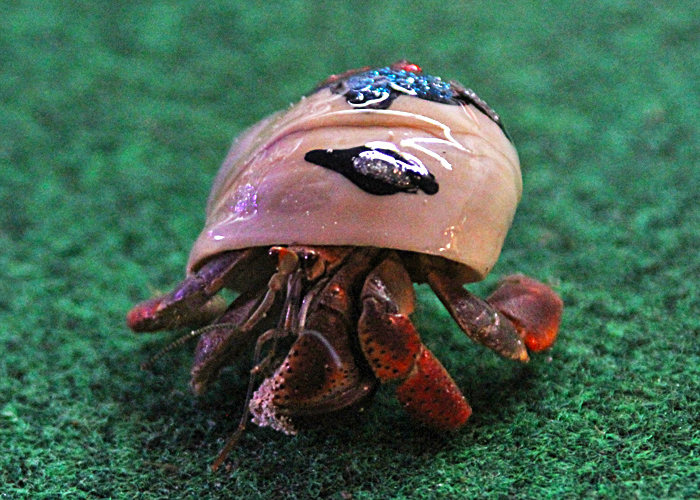Land Hermit Crabs