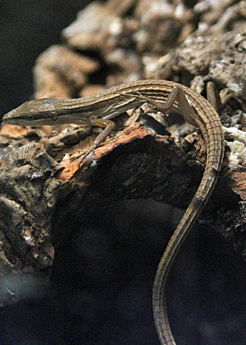 Long Tailed Lizards Anoles