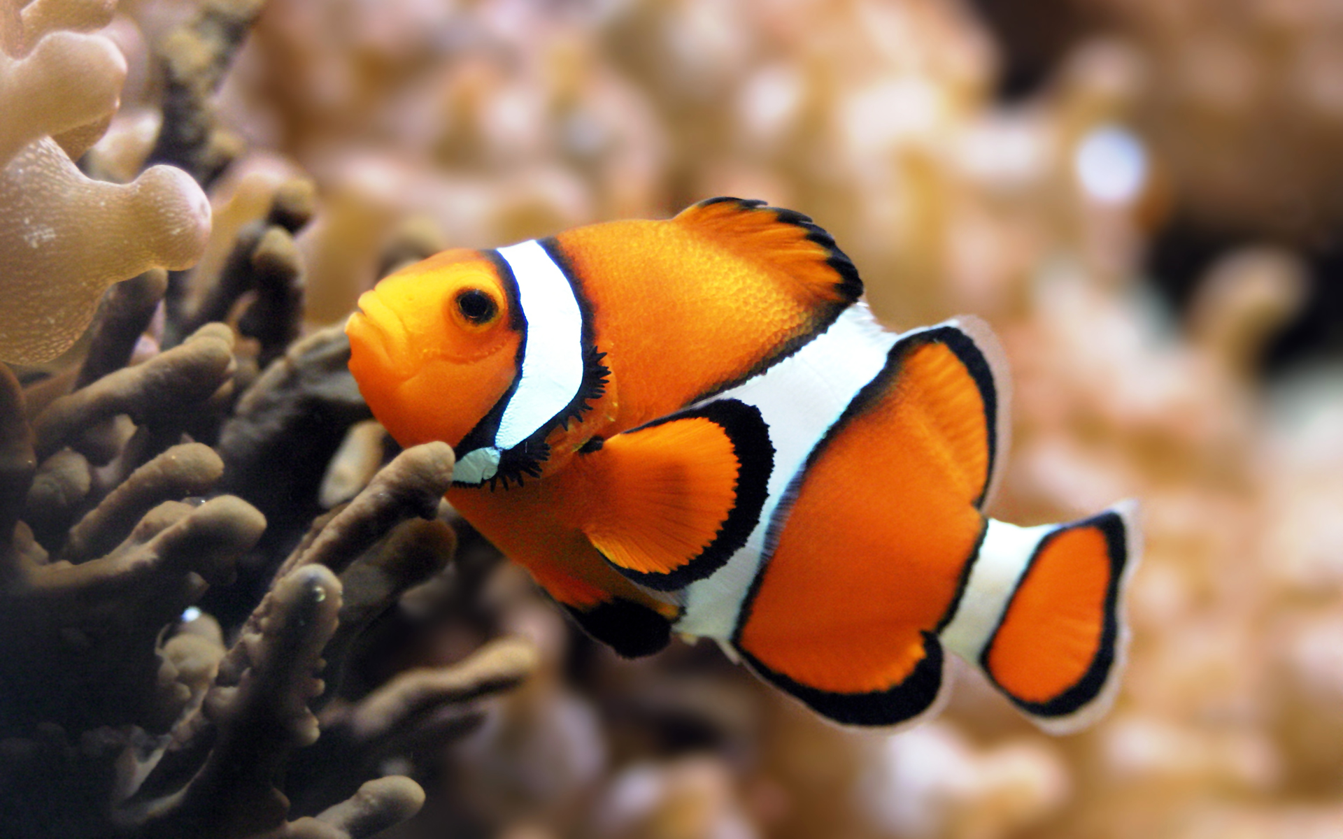 stubby ocellaris clownfish