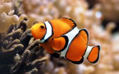 stubby ocellaris clownfish