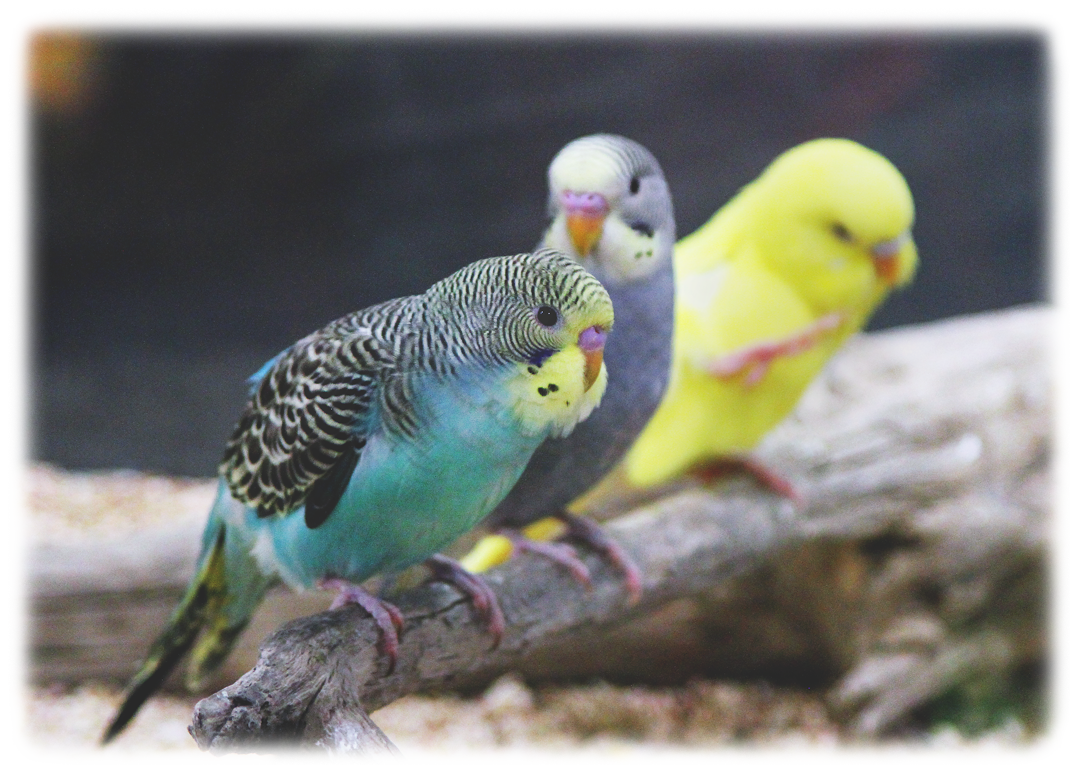 Parakeets