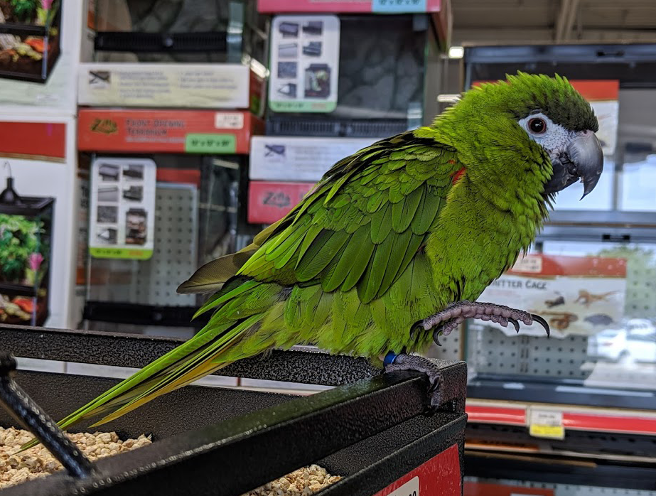 parrot-green