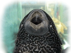 plecostomus-sucker-fish-mouth