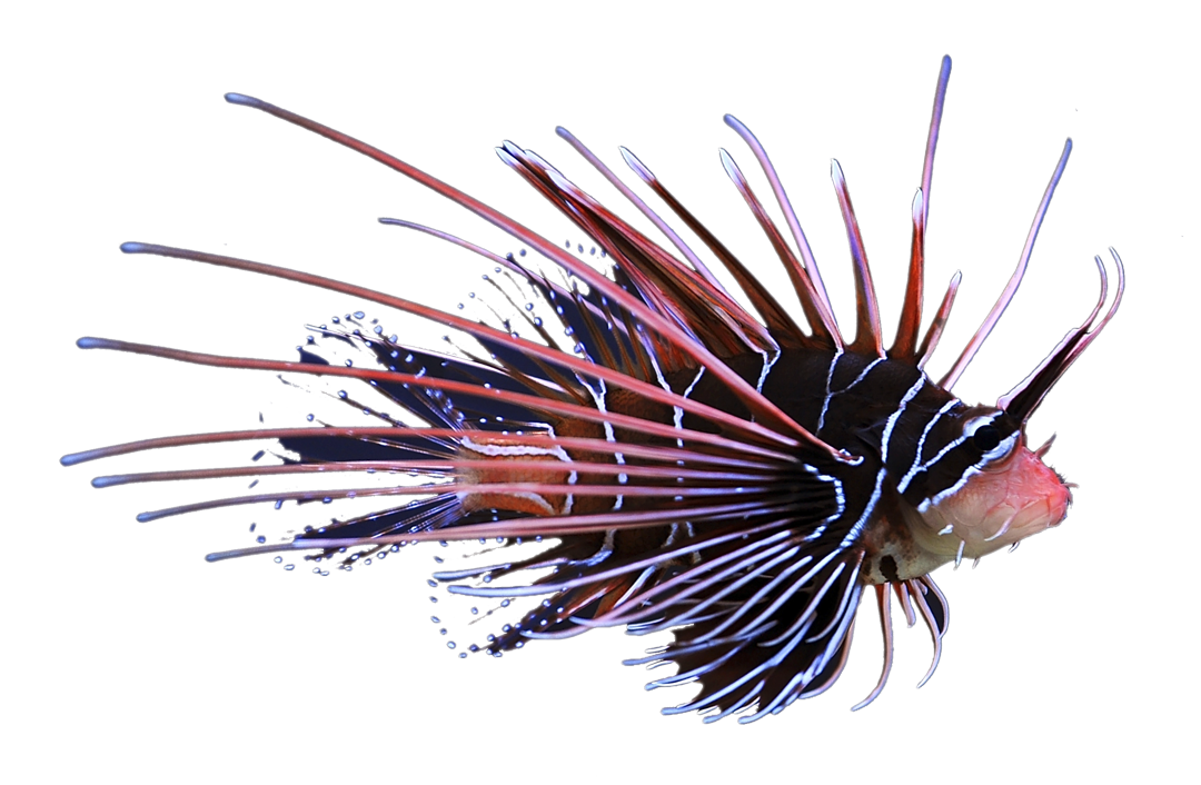 radiata lionfish