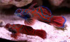 Red Mandarin Goby
