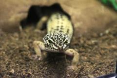 Leopard Gecko Uncle Bills Pet Centers