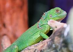 Green Iguana Uncle Bills Pet Centers