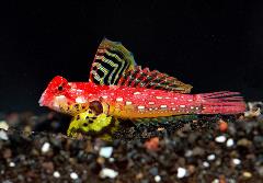 ruby red dragonet ruby red dragonet