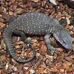 lizards geckos salamanders lizard in indiana