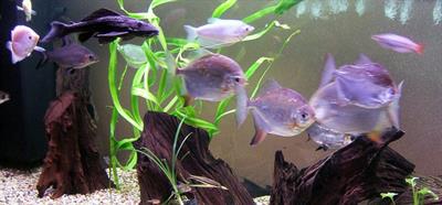 silver-dollar-fish-in-tank silver-dollar-fish-in-tank