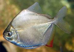 silver-dollar-fish-up-close