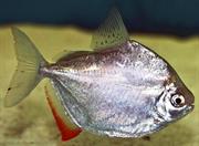 silver-dollar-fish
