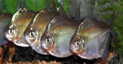 silver-dollar-fishes silver-dollar-fishes