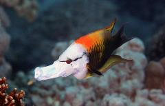 slingjaw wrasse slingjaw wrasse