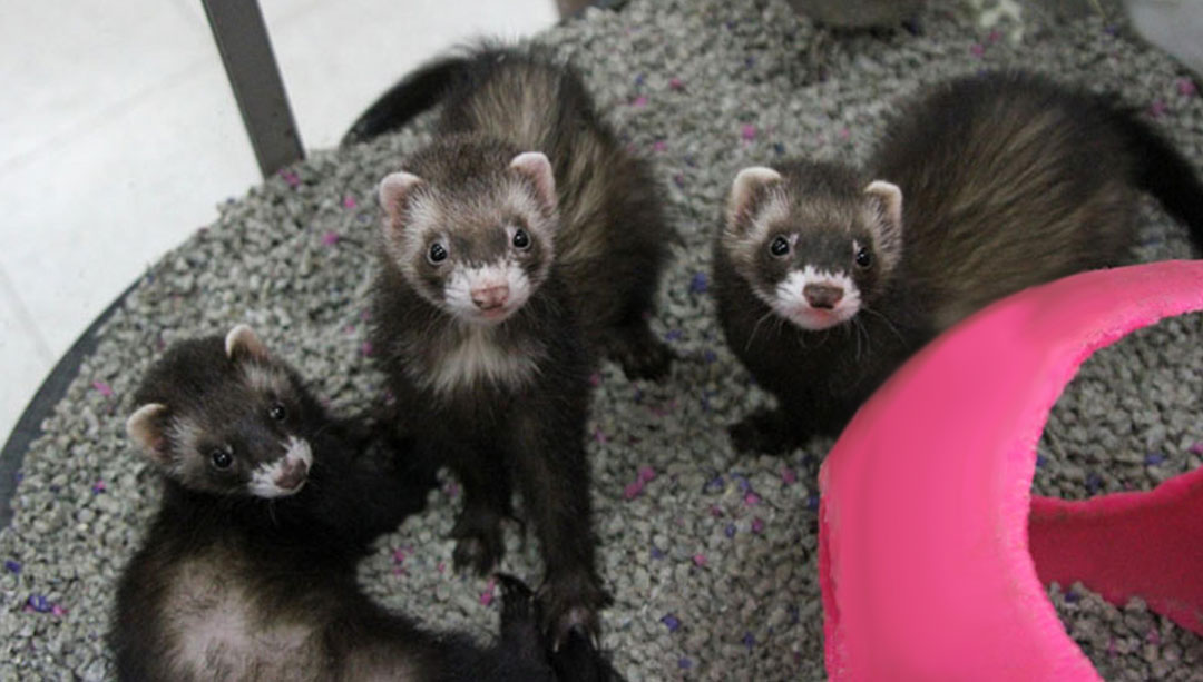 live ferrets for sale