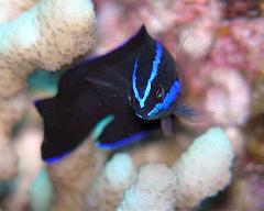 springeri springers dottyback springeri springers dottyback