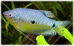 three spot blue gourami