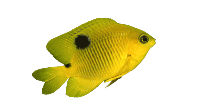 three-spot-damsel-fish