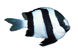 three-strip-damsel-fish
