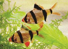 Tiger Barb tiger barbs