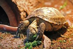 Tortoises Uncle Bills Pet Centers