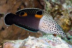 twin spot coris wrasse juvenile twin spot coris wrasse juvenile