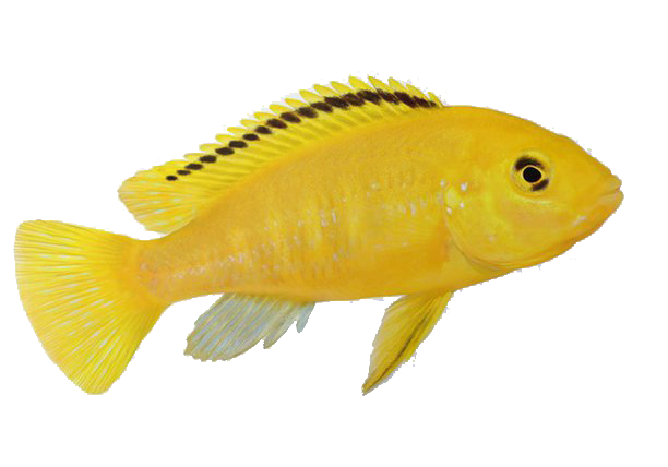 yellow cichlid labidochromis caeruleus