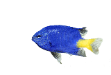 Yellowtail_Damselfish