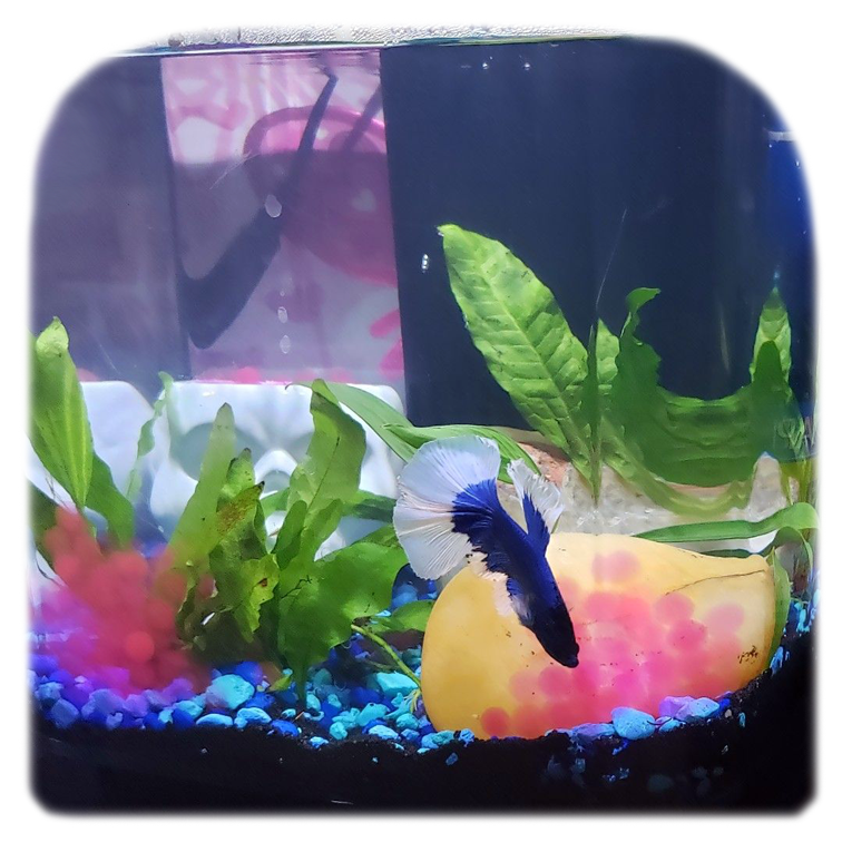 aqueon pure betta beads with fish