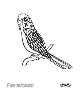 Parakeet-1