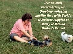 Dr Graybow Plays with Yorkie &amp; Maltese Puppies Outside Yard Kennel