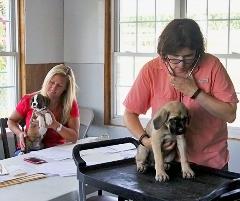 Dr Graybow Puppy Health Check Up UB