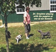 Dr Graybow Visits Puppies Dogs Playing at Kennel