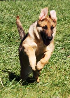 wagler german shepherd playing in turnout yard