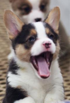 wagler happy pembroke welsh corgi puppy